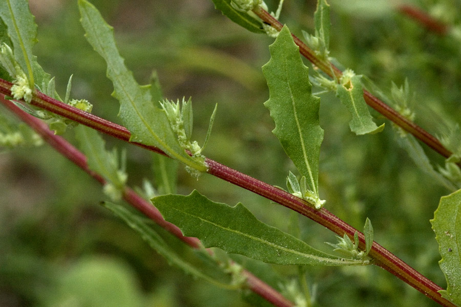 Plant 