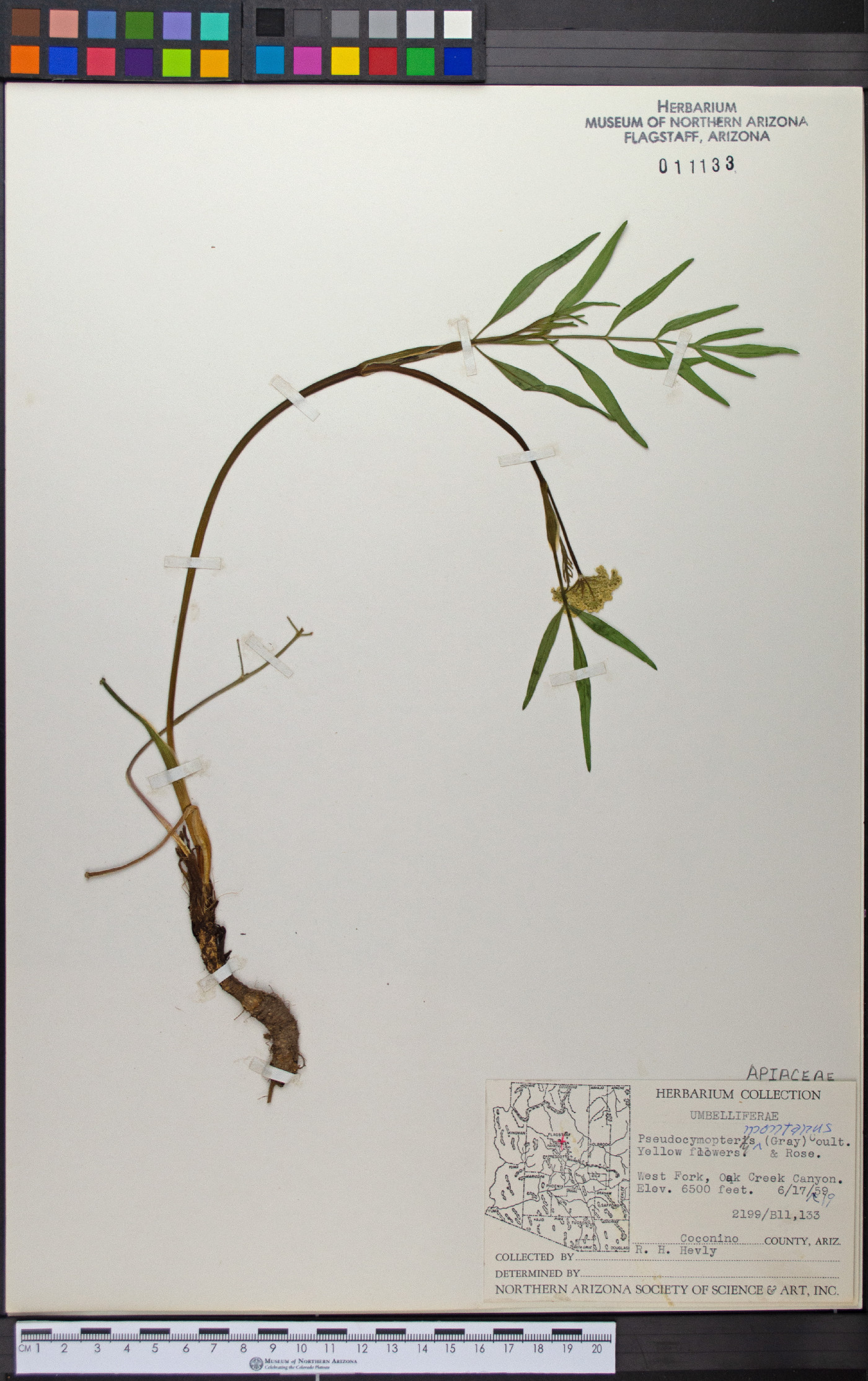 Plant image
