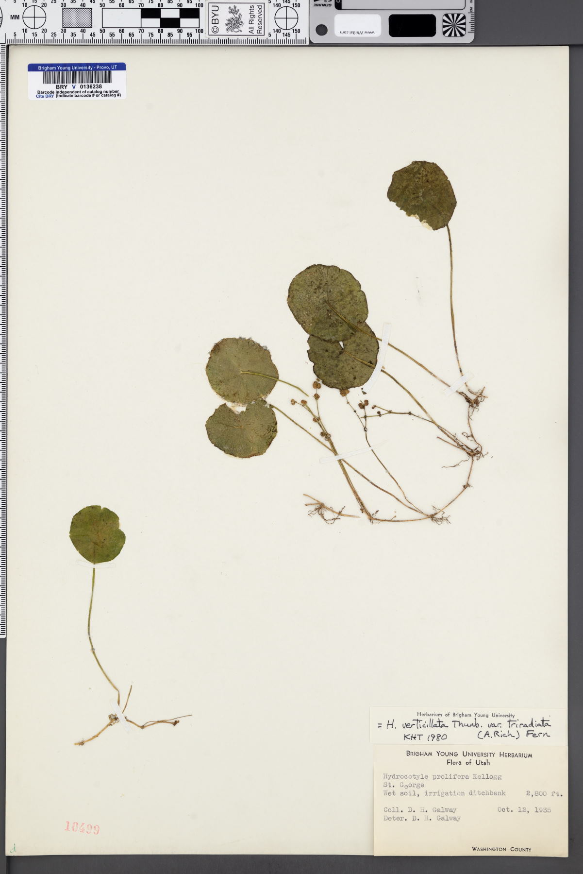 Plant image