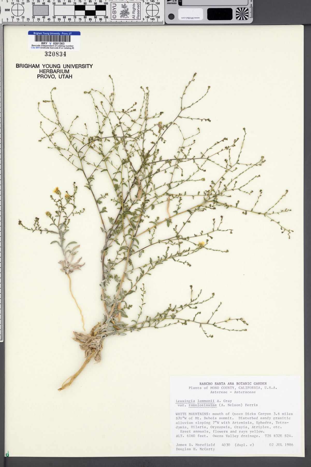 Plant image
