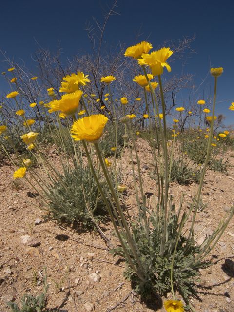 Plant image