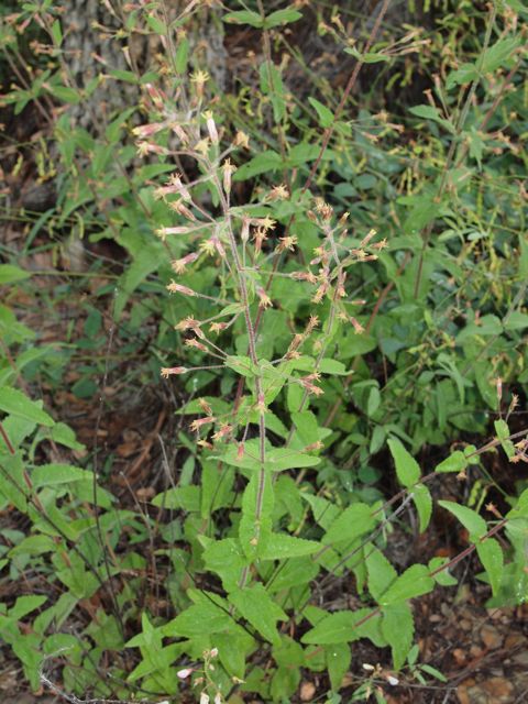 Plant image