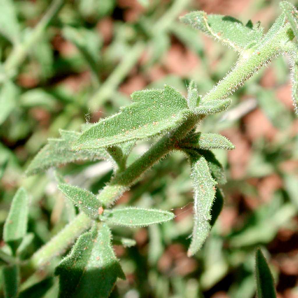 Plant image
