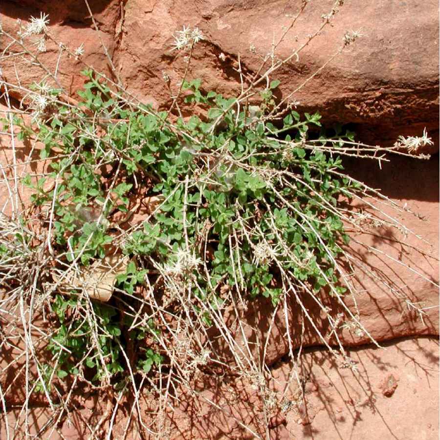 Plant image