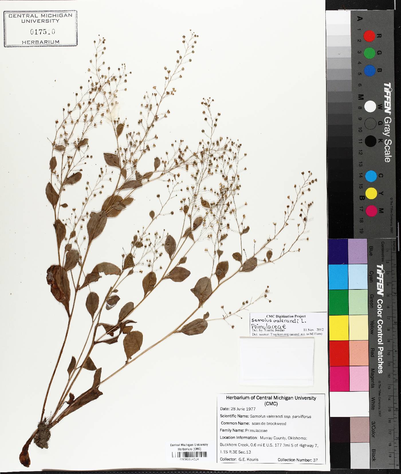 Plant image
