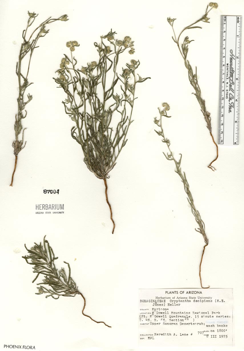 Plant image
