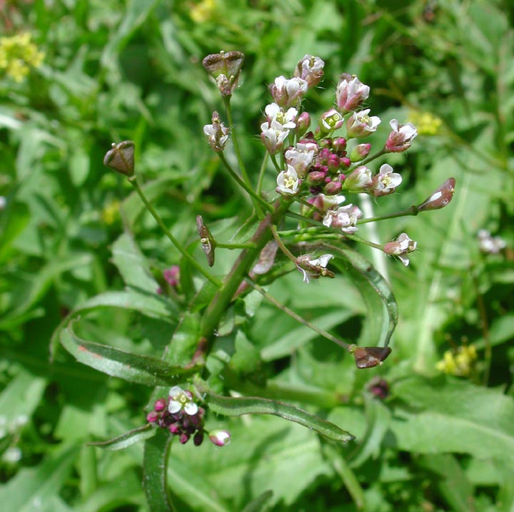 Plant image