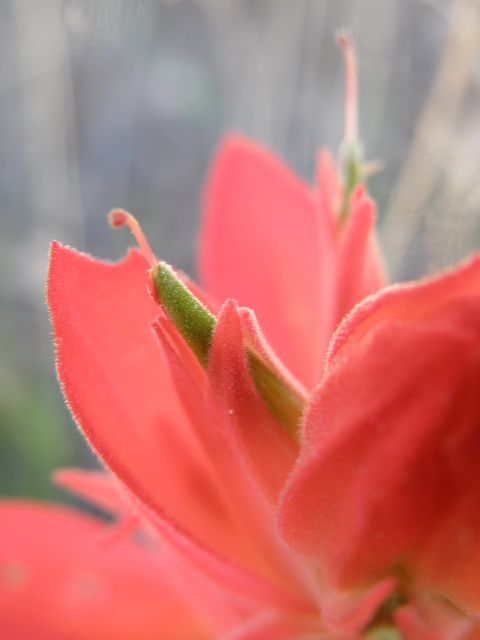 Plant image