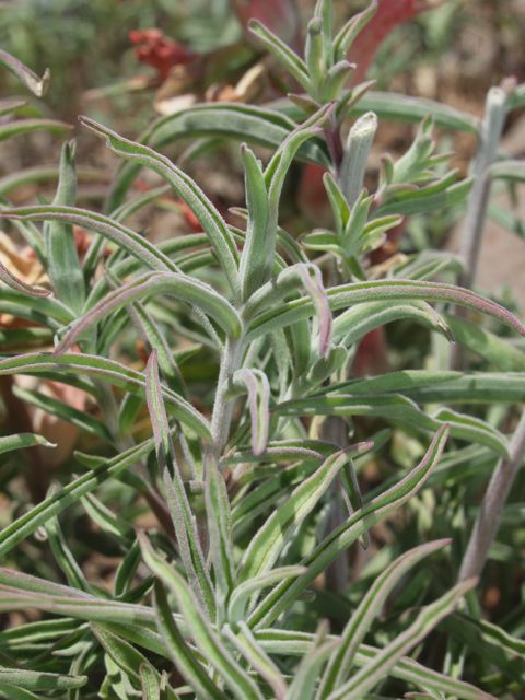 Plant image