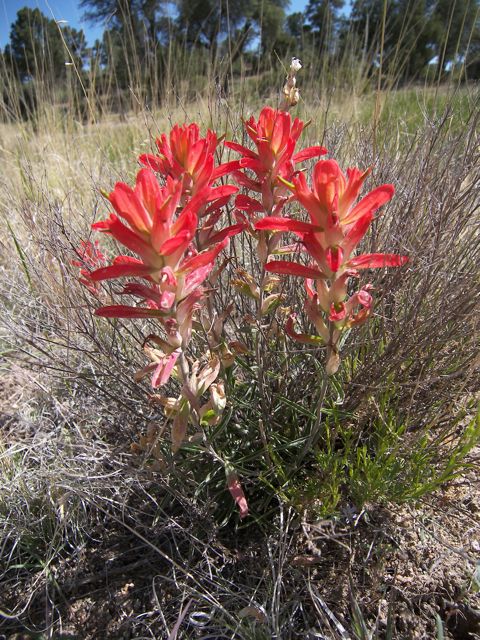 Plant image