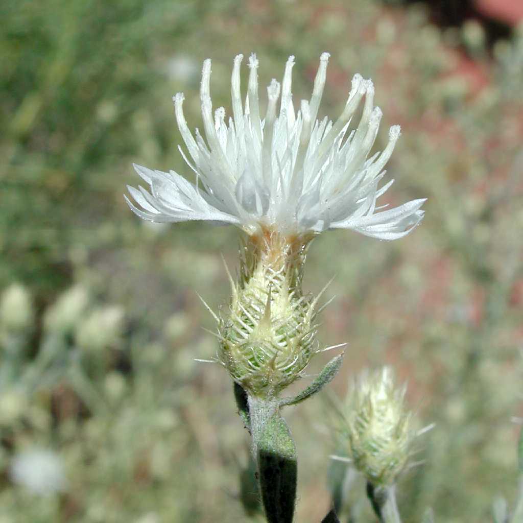 Plant image
