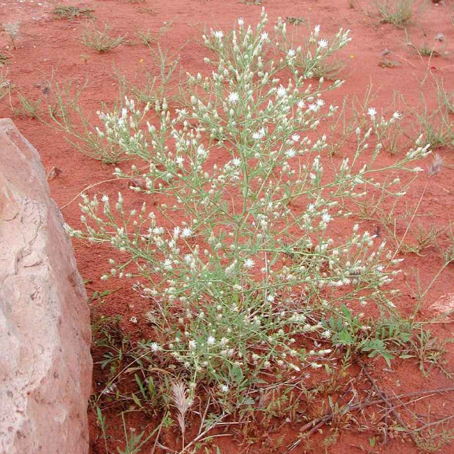 Plant image
