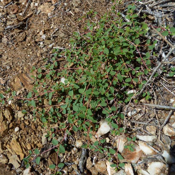 Plant image