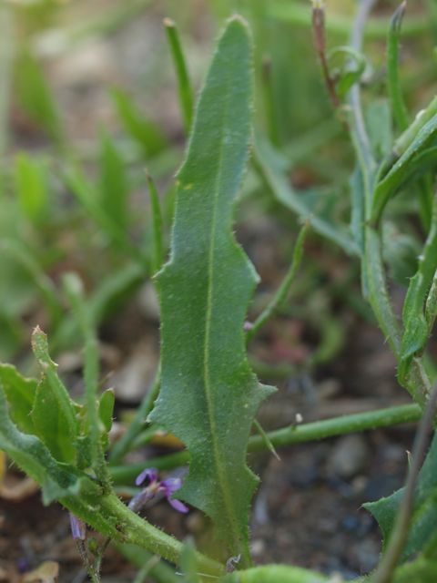 Plant image