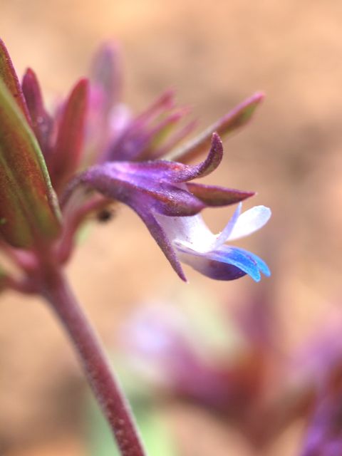 Plant image