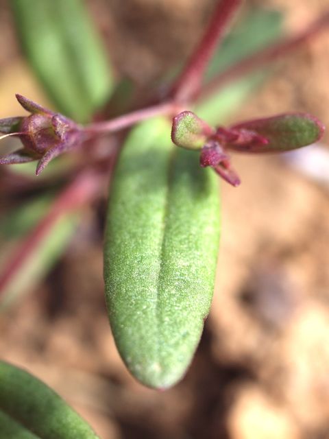 Plant image