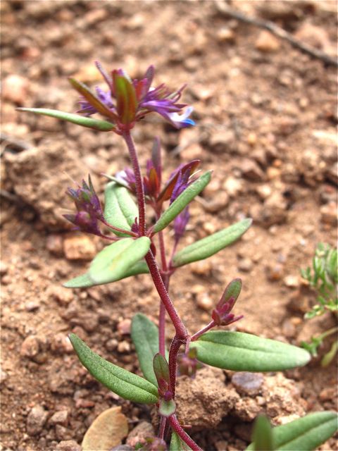 Plant image
