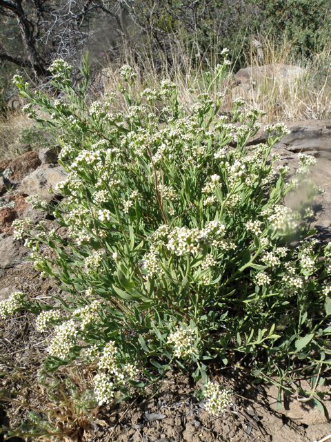 Plant image
