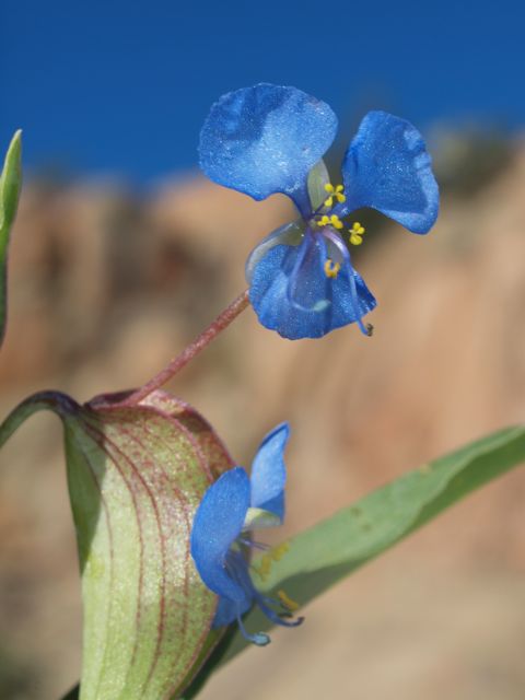 Plant image