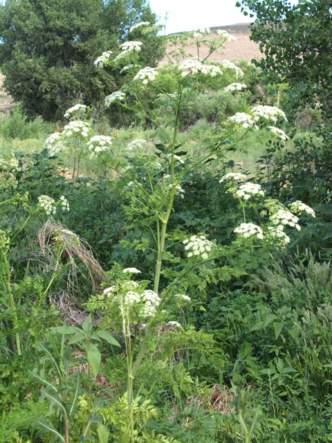 Plant image