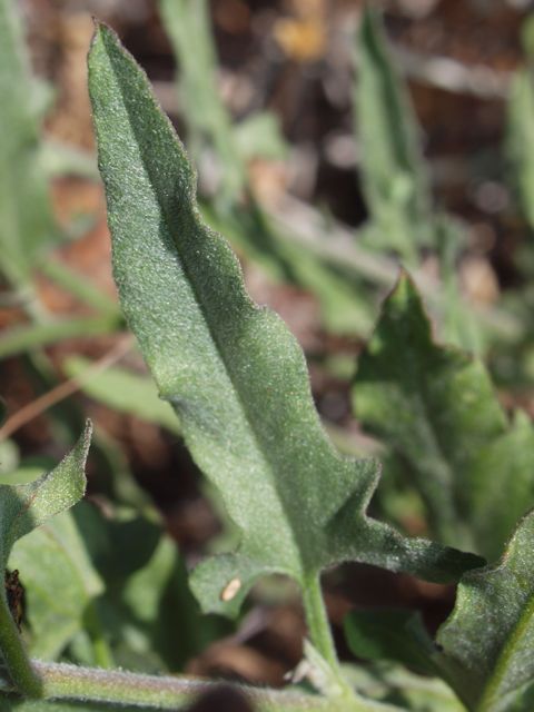 Plant image