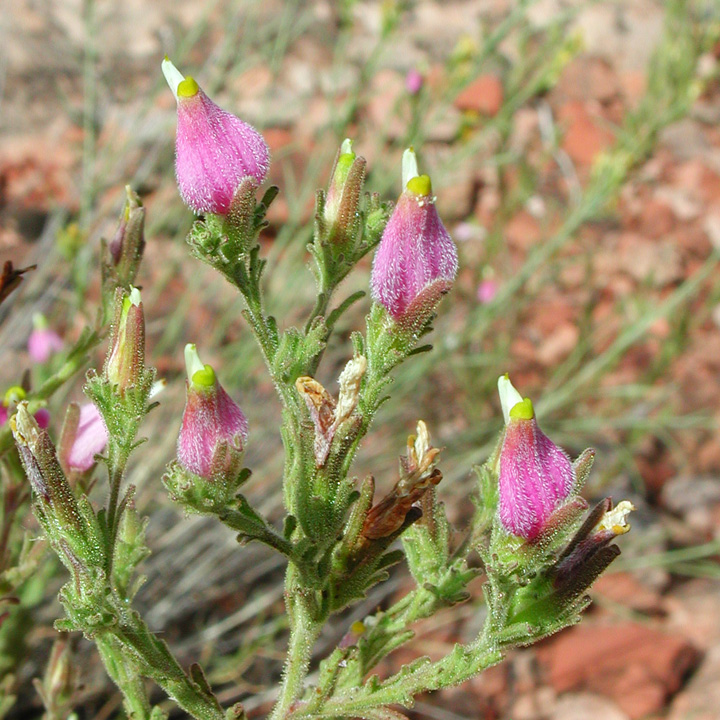 Plant image