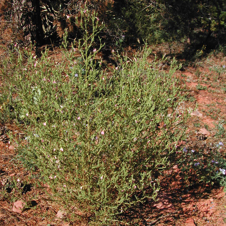 Plant image