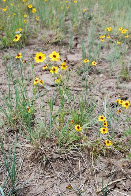 Plant image