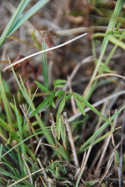 Plant image