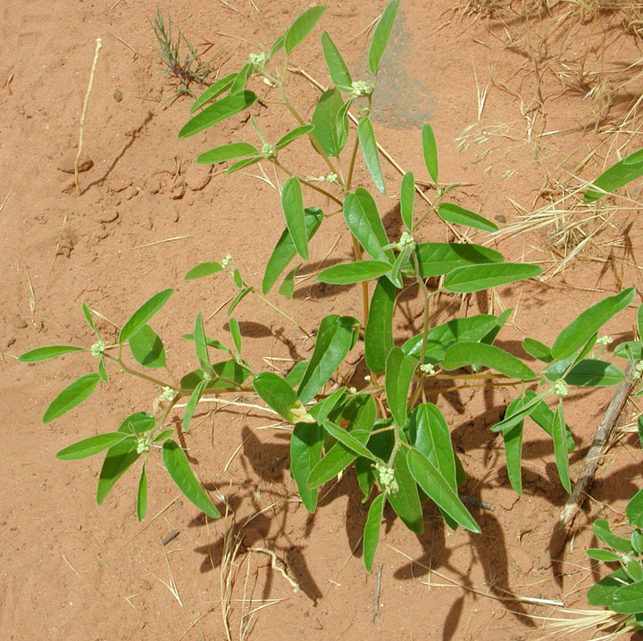Plant image