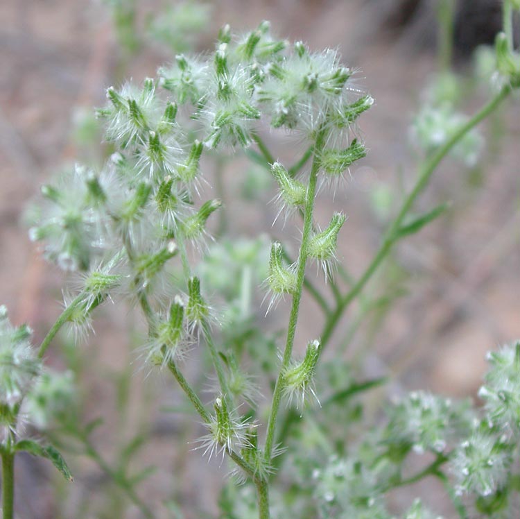 Plant image