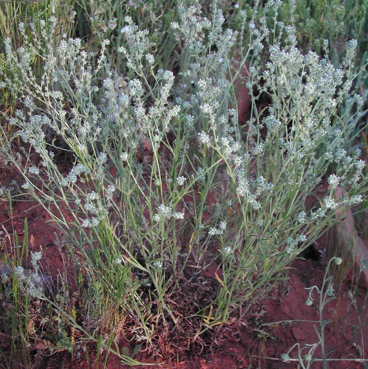 Plant image