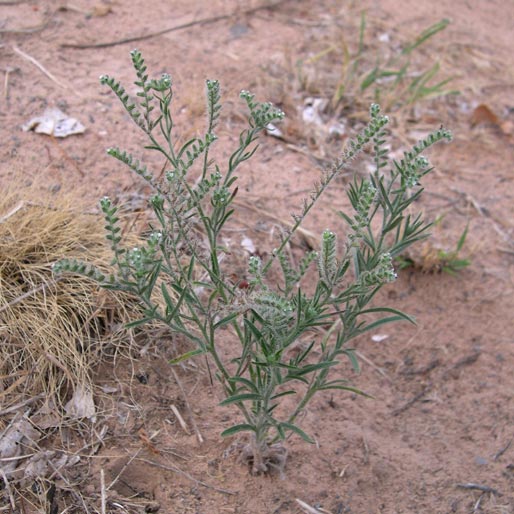Plant image