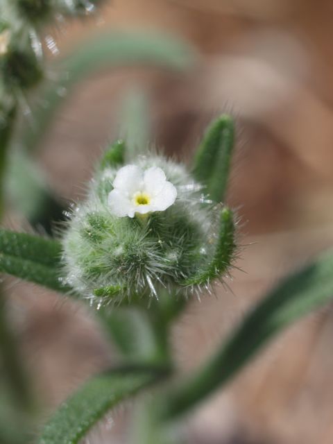 Plant image
