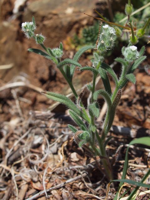 Plant image