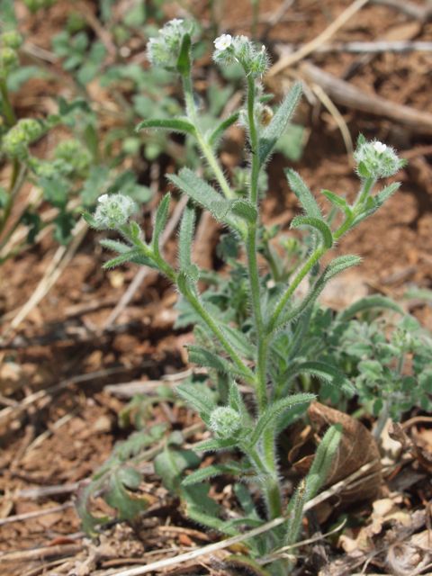 Plant image