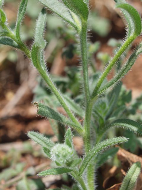 Plant image