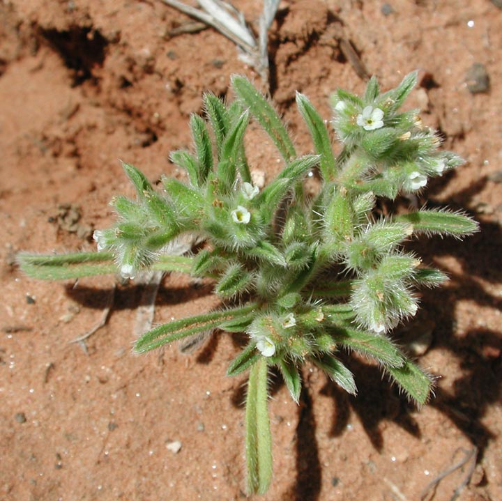 Plant image