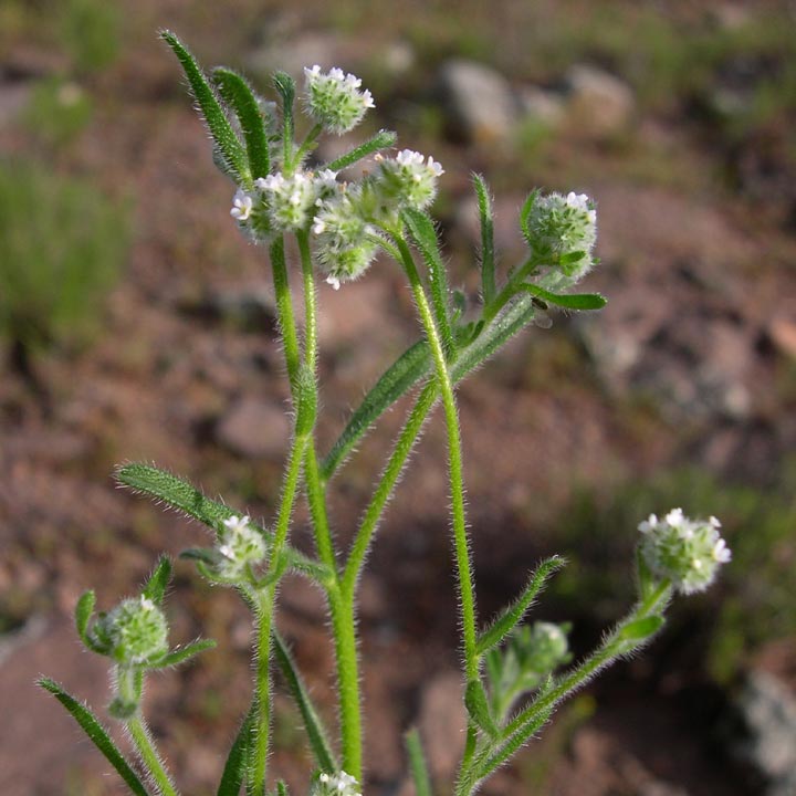 Plant image
