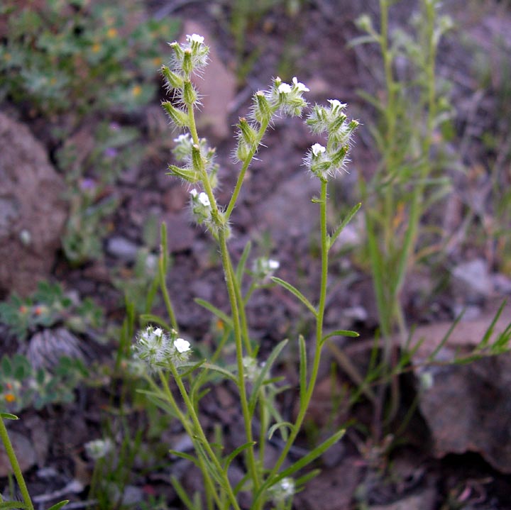 Plant image