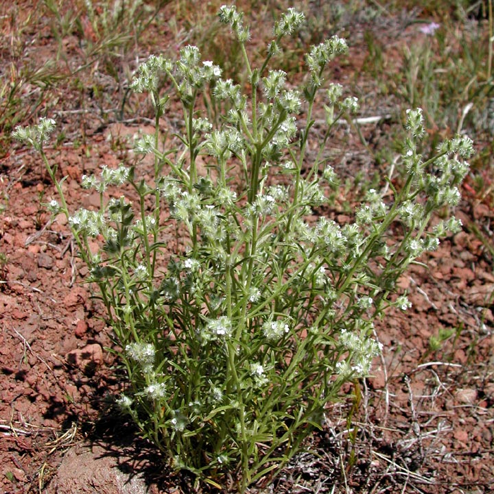 Plant image