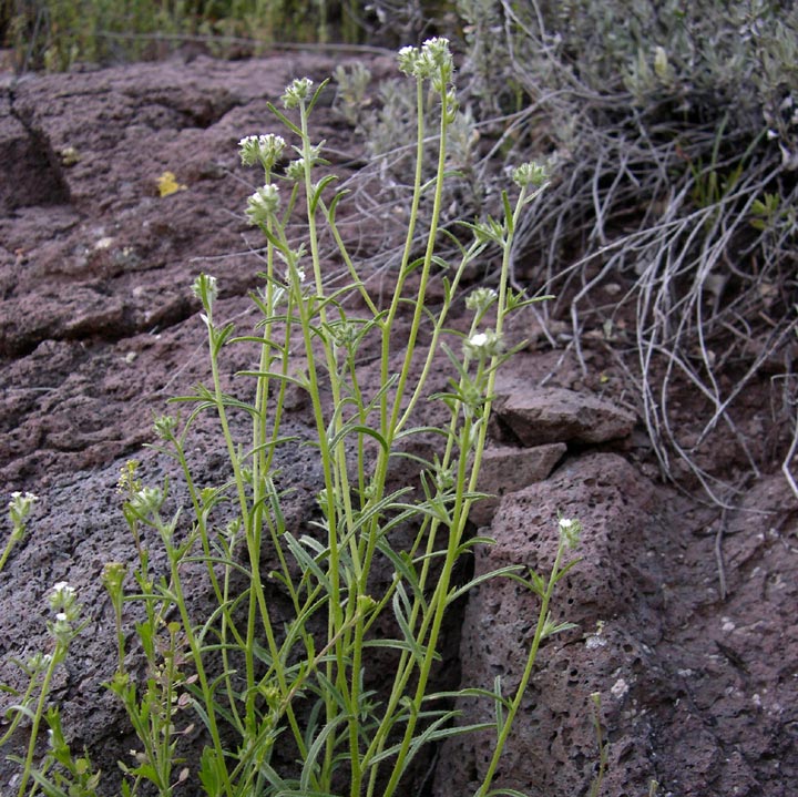 Plant image