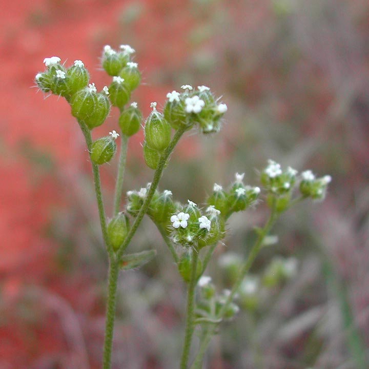 Plant image