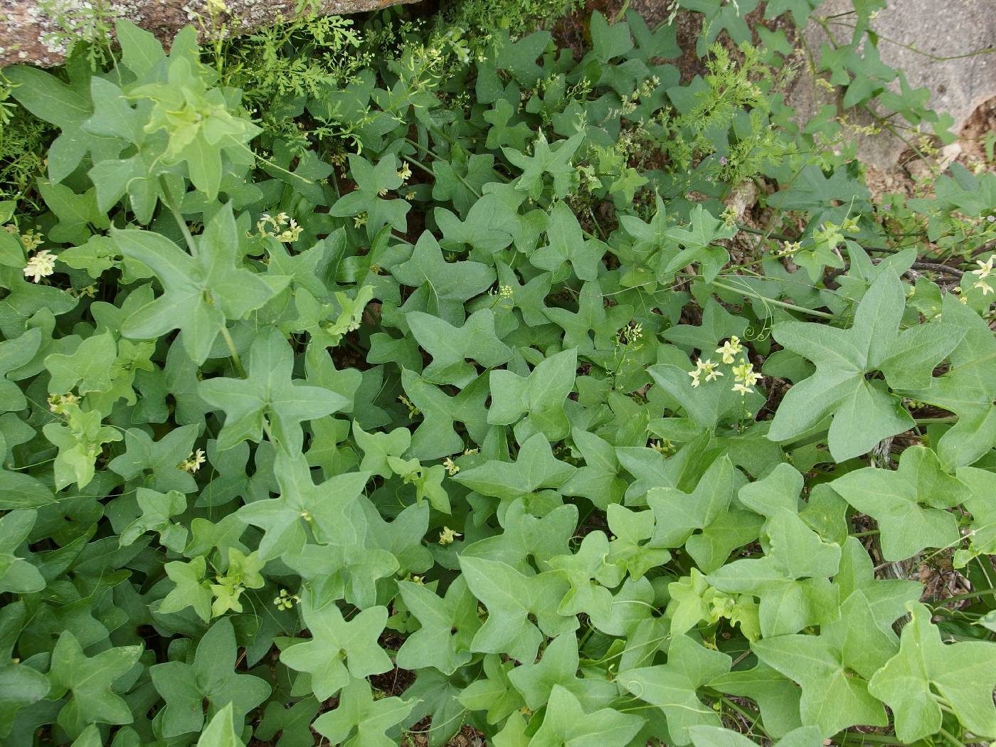 Plant 