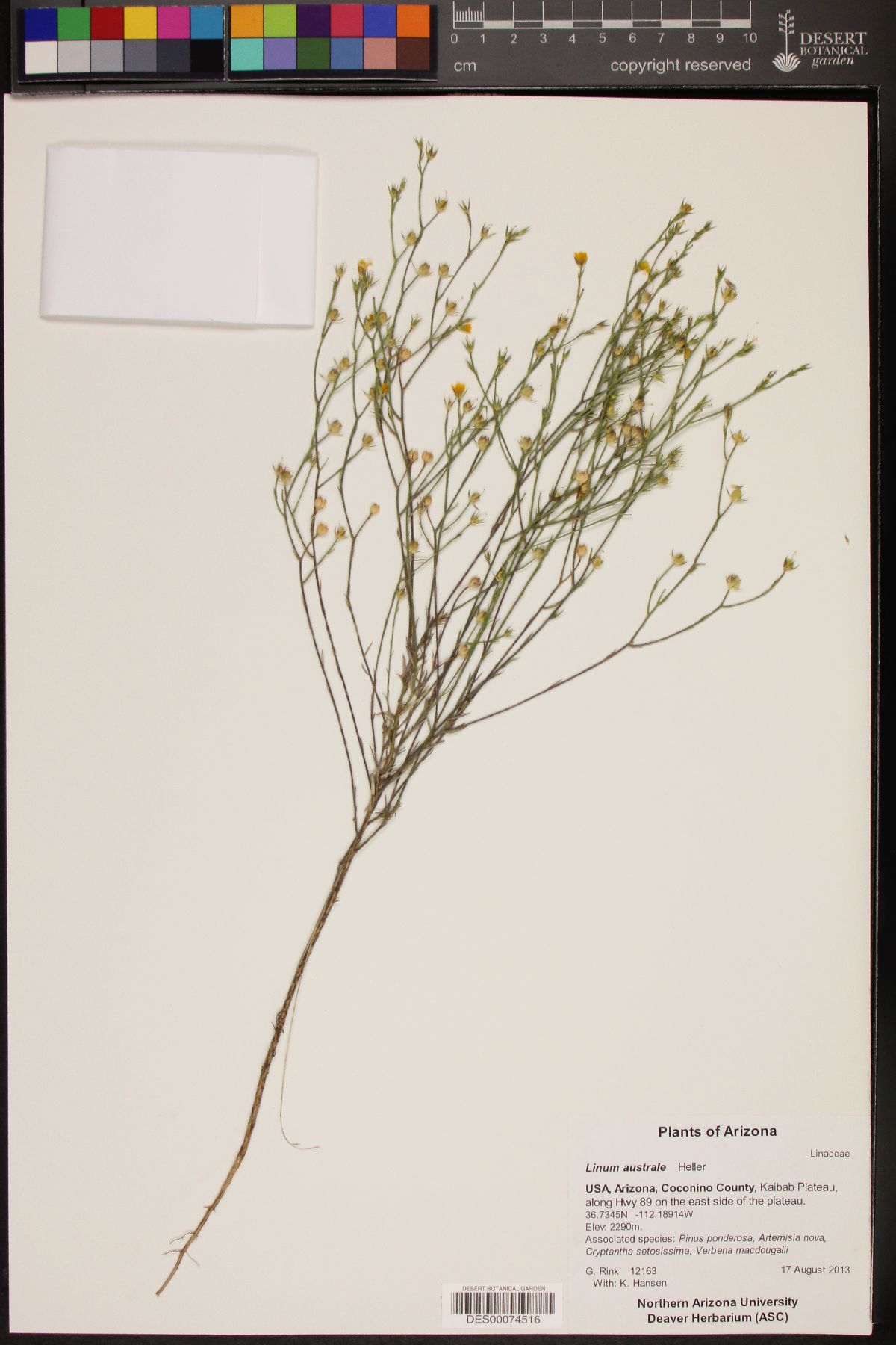 Plant image