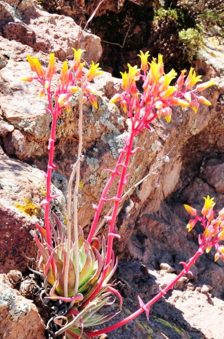 Plant image