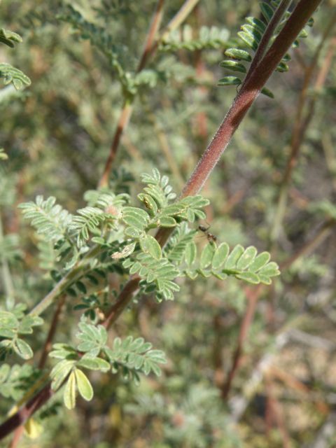 Plant image