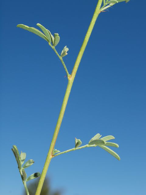 Plant image