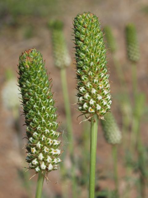 Plant image