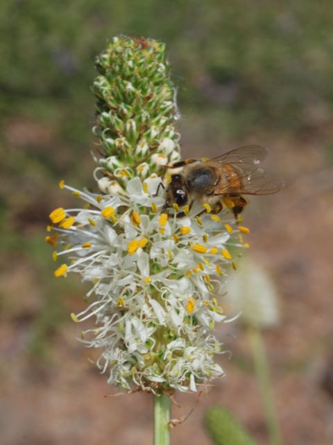 Plant image